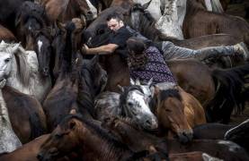 Тысячи испанцев приняли участие в массовой «объездке» диких лошадей в Галисии. (Видео) 1