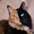 У «двуликой» кошки Венеры появился «конкурент», имеющий подобную раскраску (Видео) 6