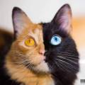 У «двуликой» кошки Венеры появился «конкурент», имеющий подобную раскраску (Видео) 0