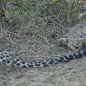 Наглые черепахи бесцеремонно прервали охоту леопарда в ЮАР (Видео)