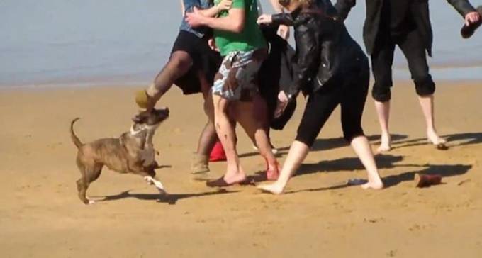 Собака затерроризировала пятерых туристов на пляже в Испании. (Видео)