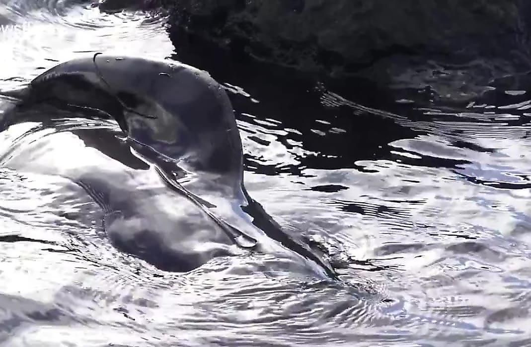 10 туш китов-пилотов вымыло у побережья Исландии