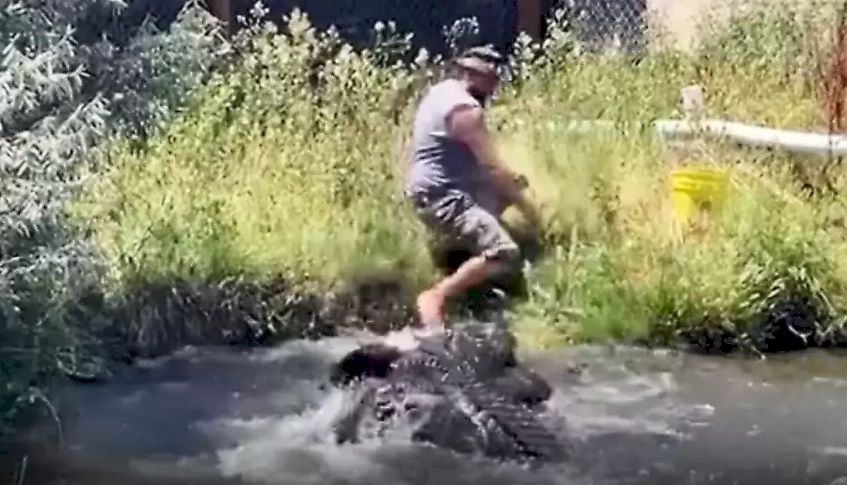 Аллигатор напал на туриста, кормившего его индейкой на ферме