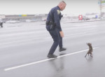 «Бравый» полицейский, преследующий таксу, попал на видео в США