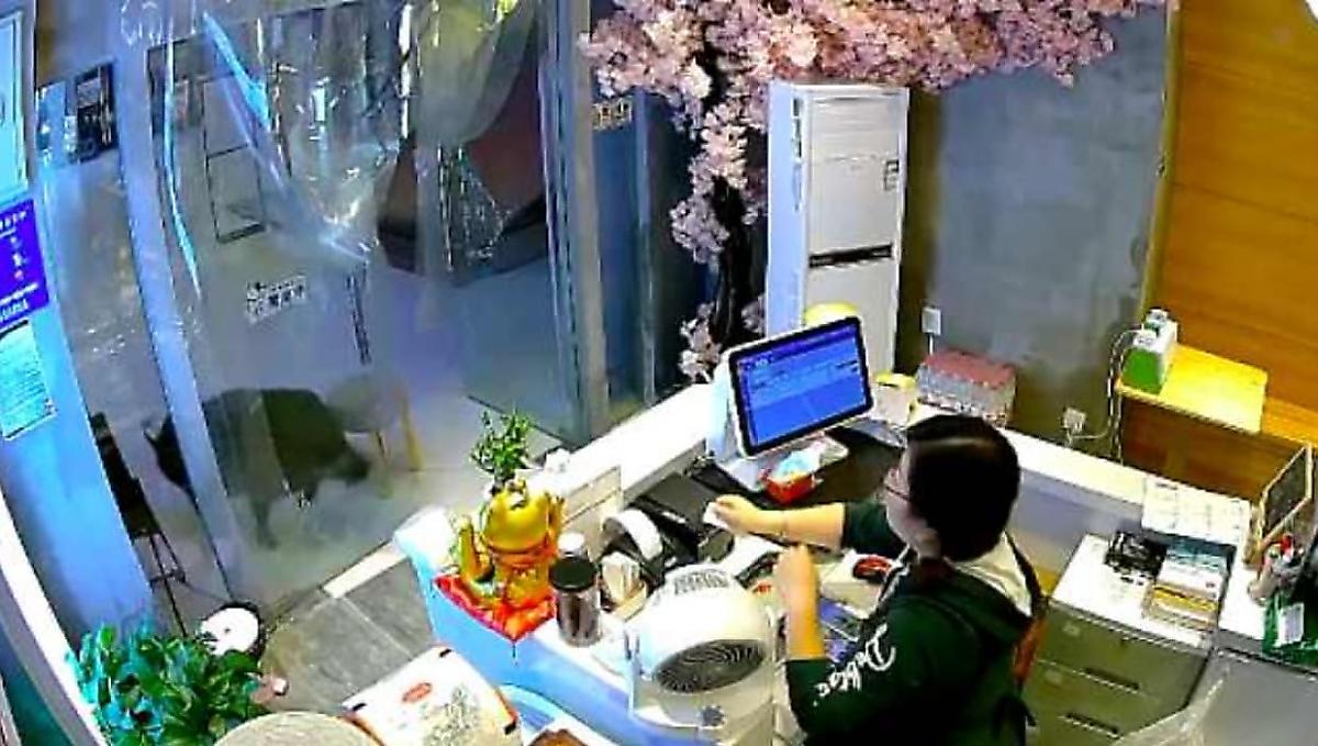Дикий кабан нагрянул в китайскую чайную и вынудил продавщицу спасаться бегством - видео