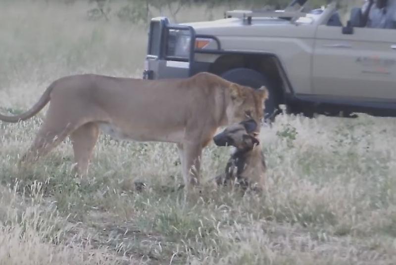 Дикий пёс перехитрил жадную львицу на глазах у туристов в Африке ▶