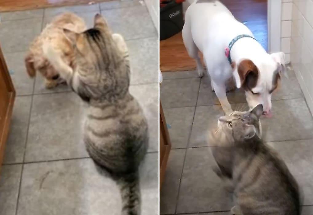 Хитрый щенок позвал на помощь старшую соплеменницу, чтобы одолеть кота - видео