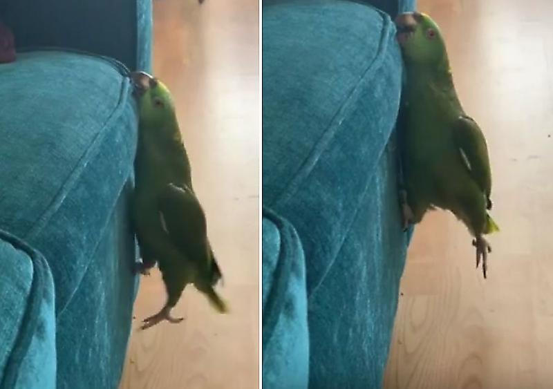 Попугай, «форсирующий» диван, рассмешил свою хозяйку в США ▶