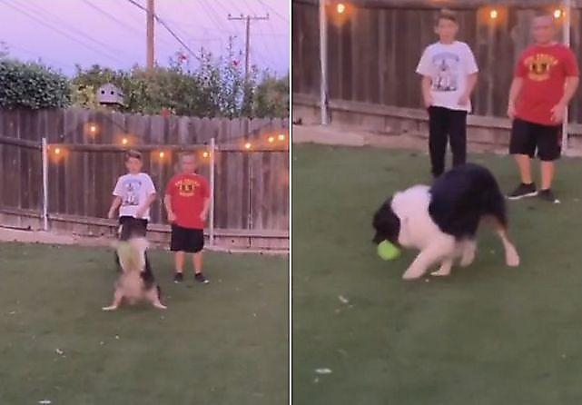 Пёс ма́стерски перехватил мяч у двух школьников, играющих в американский футбол (Видео)