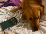 Пёс, разорвав паспорт, спас свою хозяйку от поездки в охваченный эпидемией город 2