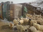 Сотни овец, выпавшие из кузова перевернувшегося грузовика не пережили падения в Китае