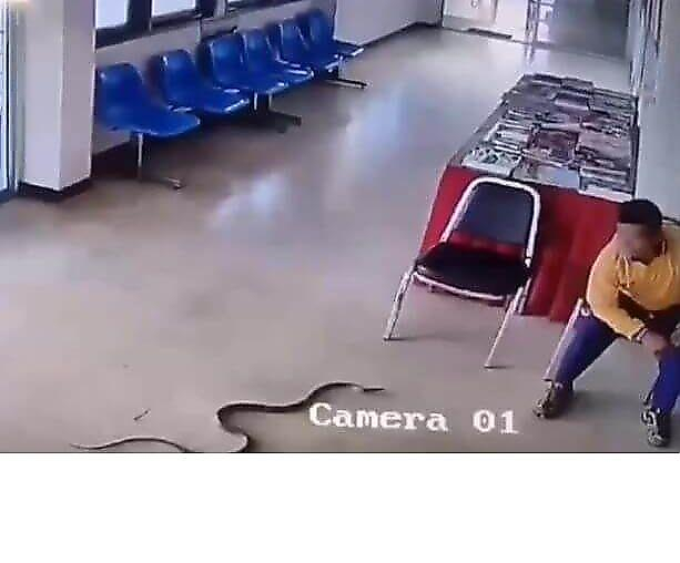 Змея заползла в зал ожидания и напала на мужчину в Тайланде
