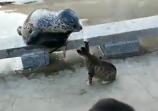 Агрессивная кошка двумя ударами отправила тюленя в нокаут (Видео)
