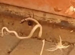 Австралийка запечатлела схватку паука - чёрной вдовы с коричневой змеёй