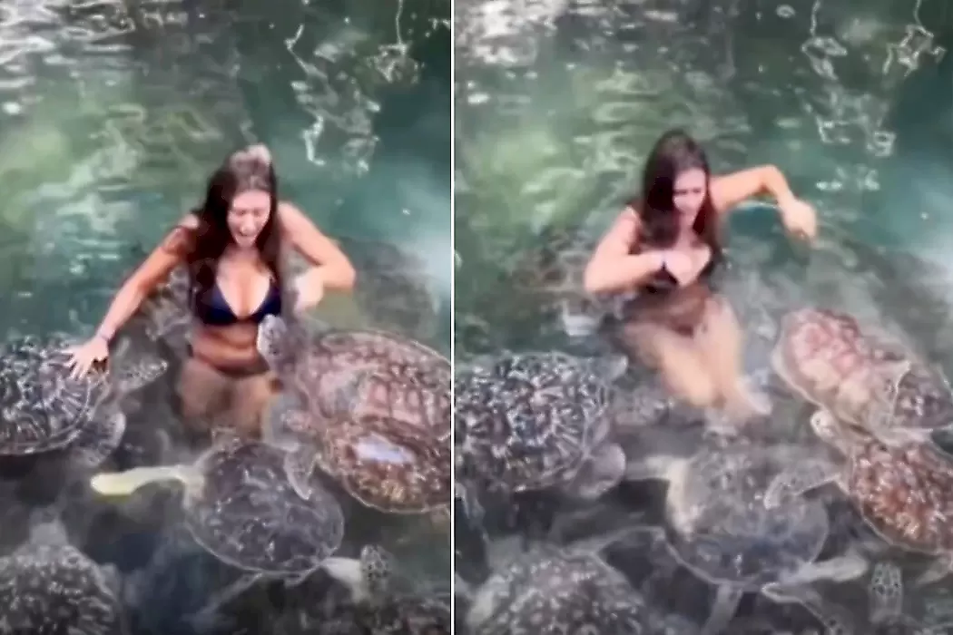 Черепаха укусила беспечную туристку за грудь: видео