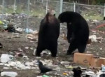 Два медведя не поделили территорию канадской помойки ▶