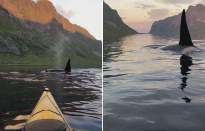 Группа косаток окружила лодку туристки возле побережья Норвегии (Видео)