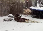 Игривый медведь проник в частный двор и лишил мяча американское семейство ▶