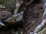 Кровожадная кобра пообедала питоном на глазах у туристов в Сингапуре