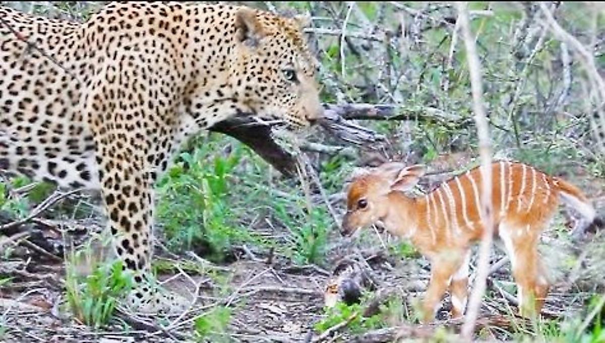 Леопард пожалел детёныша антилопы и на два часа продлил ему жизнь