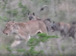 Не на ту напали: гиены пожалели, что попытались лишить добычи львицу в ЮАР