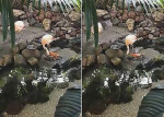 Розовый фламинго покормил рыбок в бельгийском заповеднике (Видео)