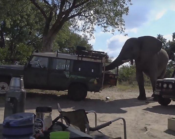 Слон произвёл обыск, а затем чуть не перевернул автомобиль туристов в Ботсване ▶