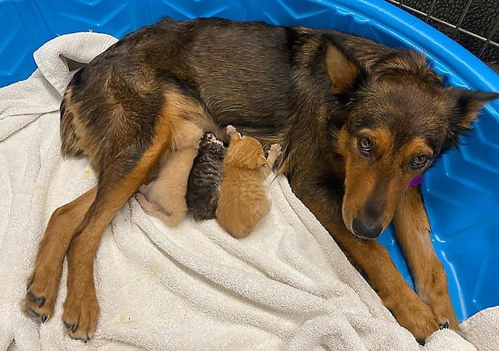 Собака, потерявшая щенков, приютила осиротевших котят - видео