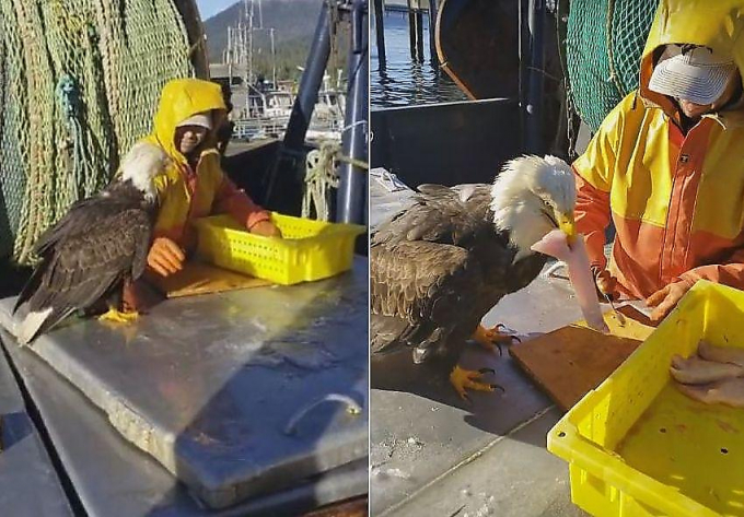 Голодный орлан выпросил улов у рыбака на траулере в Канаде ▶