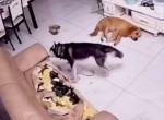 Хозяин псов сильно пожалел, что оставил взаперти своих питомцев - видео
