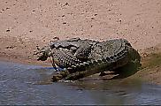 Крокодил сожрал заживо сородича на глазах у туриста 3