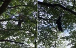 Медведя, потревоженного спасателями, пришлось снимать с верхушки дерева в США (Видео)