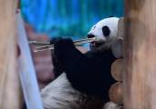 Самка панды спустя четыре года была признана самцом в китайском зоопарке 3