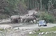 Слоны отогнали автомобили, оставленные туристами в индийском заповеднике ▶
