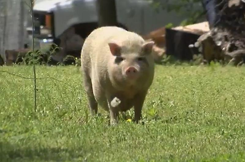 Свободолюбивая свинья, сбежав от хозяина, ведёт независимый образ жизни в Иллинойсе ▶