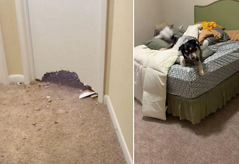 Дверь не остановила домашнего пса, запертого в комнате ▶