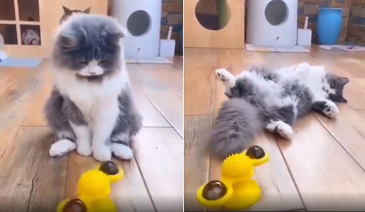 Кошка растянулась на полу, не выдержав «тяжёлого» испытания вращающейся игрушкой - видео