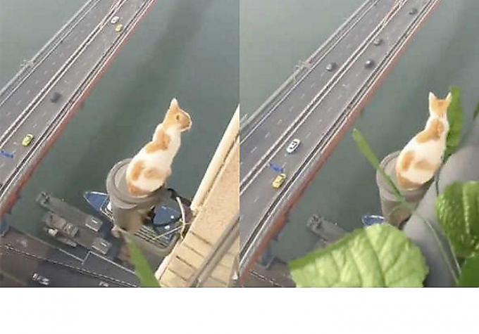 Кот, осматривающий мегаполис с высоты птичьего полёта, покорил интернет своим бесстрашием ▶