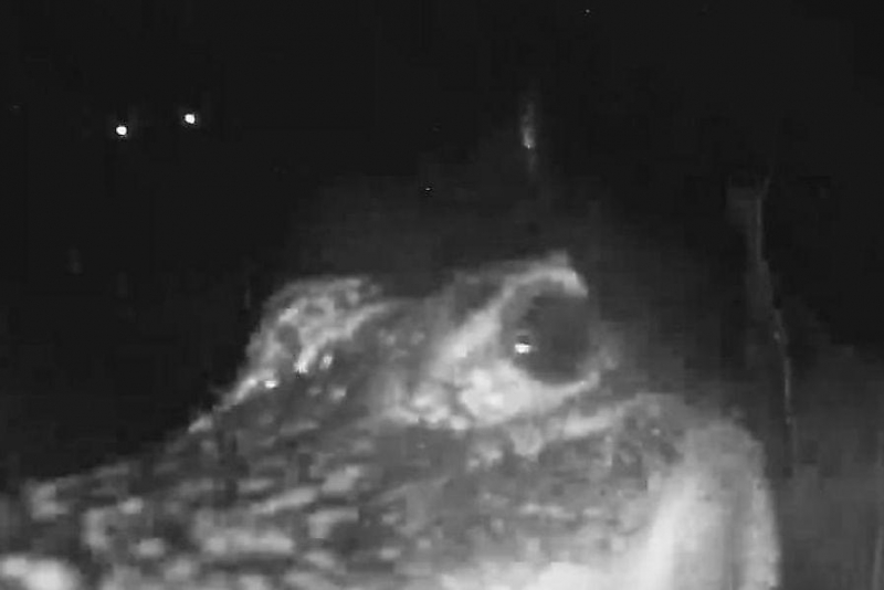 Любопытный крокодил попытался стащить видеокамеру у частного владения в США ▶