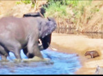 Отважный детёныш бегемота вступил в схватку со слоном, прогнавшим его сородичей из водоёма