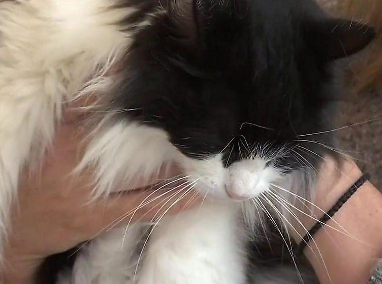 Потерянная во время оползня кошка, спустя 475 дней воссоединилась со своими хозяевами ▶