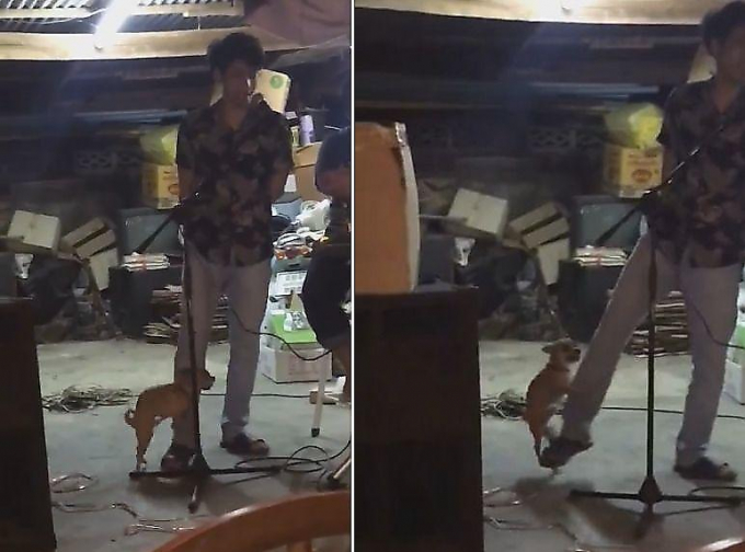 (16+) Приставучий пёс отвлёк своей любовью уличного певца в Тайланде (Видео)
