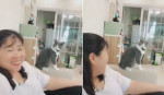 Реакция испуганной кошки рассмешила интернет (Видео)