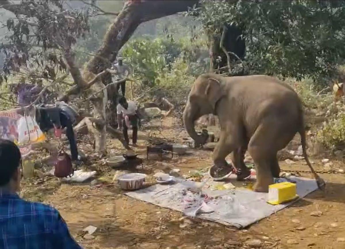 Слон сбежал от хозяина и прервал пикник туристов в индийском парке
