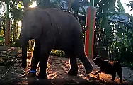 Слонёнок и пёс не поделили территорию вольера: видео