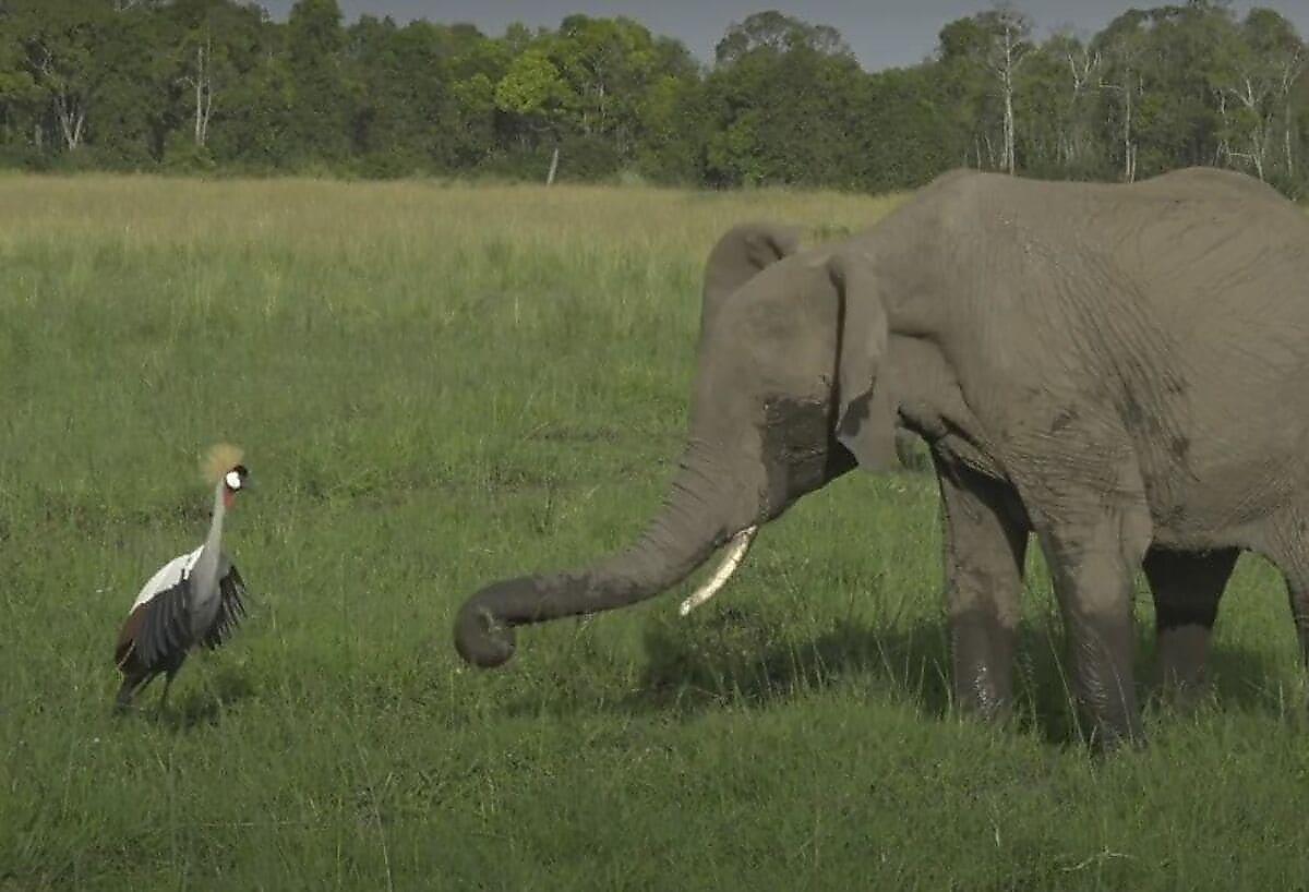 Смелый журавль отогнал слоновье семейство от своего гнезда