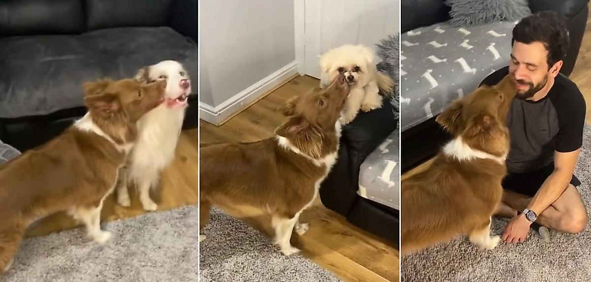 Собака повадилась целовать домочадцев на глазах у хозяйки - видео