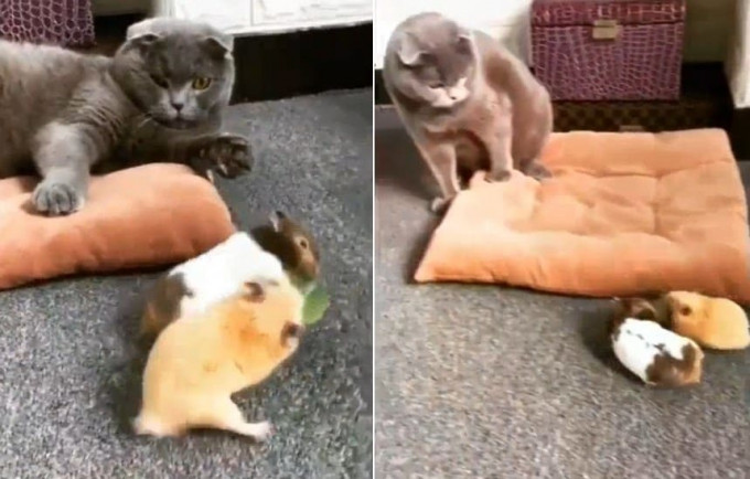 Два грызуна, не поделивших свой завтрак, испугали кошку, заставив её покинуть место драки ( Видео)