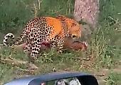 Леопард не испугался туристов и затащил тушу антилопы на верхушку дерева