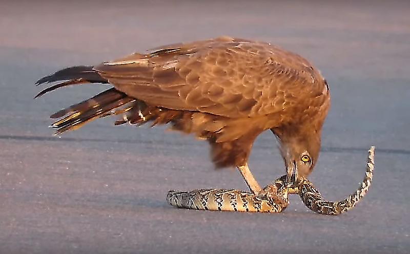 Орёл-змееяд употребил в пищу змею на глазах у туристов в ЮАР ▶